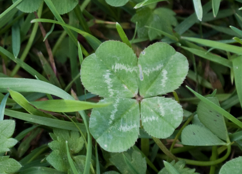 a four leaf clover with green grass in the background.
